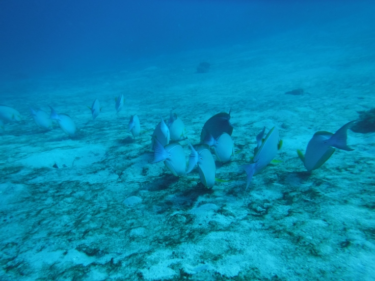 Madagascar scuba diving underwater seeing fish and wildlife