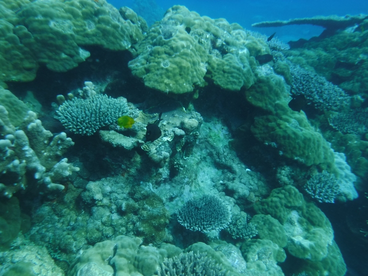 Scuba diving in Madagascar underwater shots
